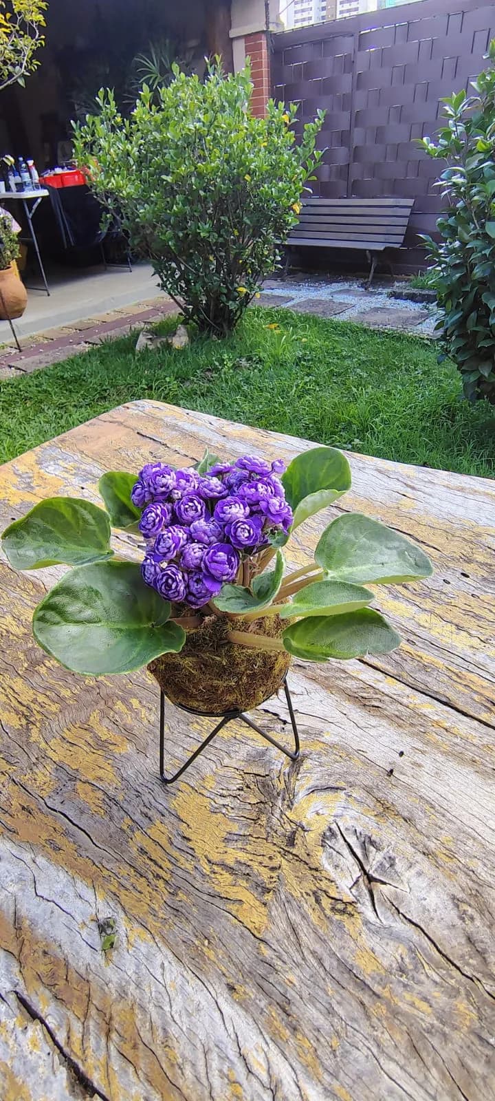 Kokedama de Violeta Dobrada, foto 2 de 2