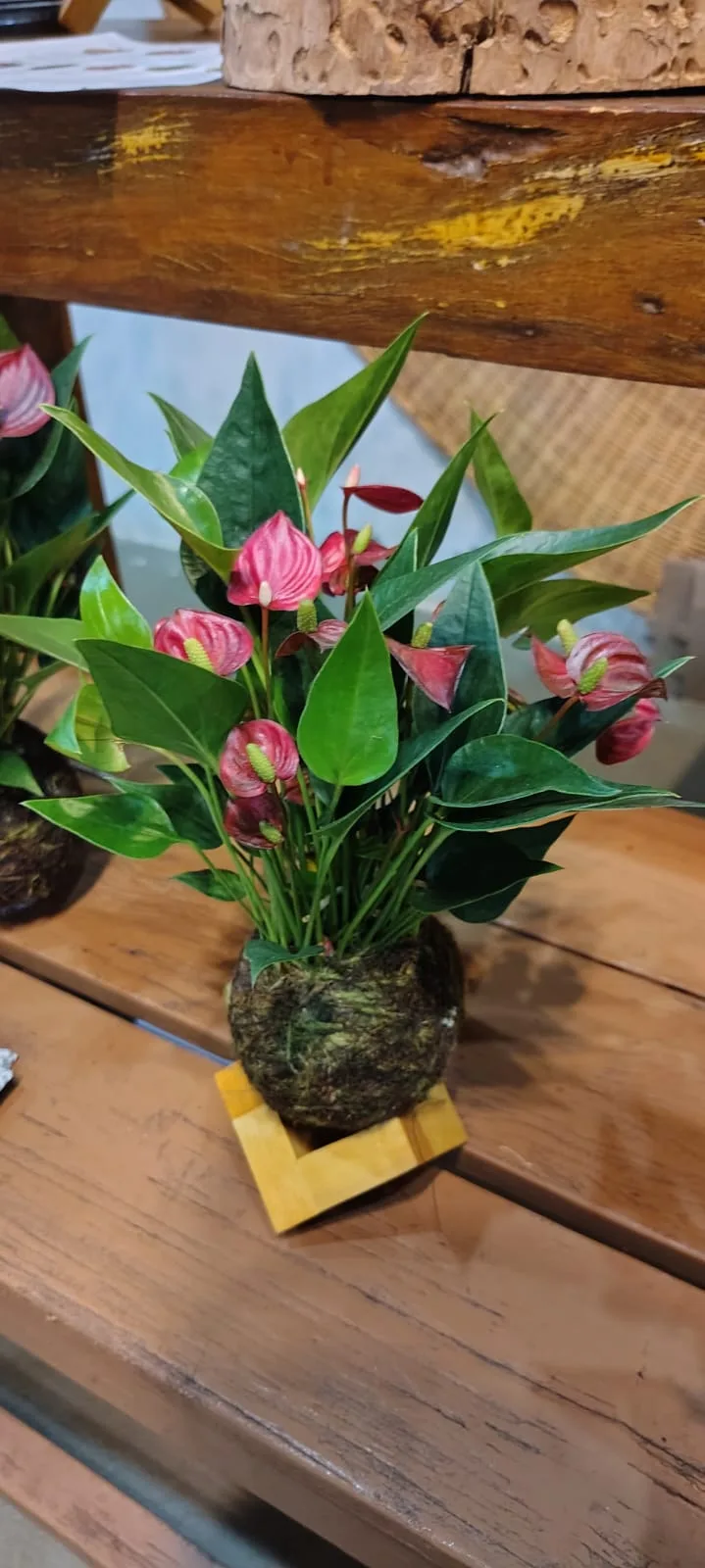 Mini kokedama de Antúrio