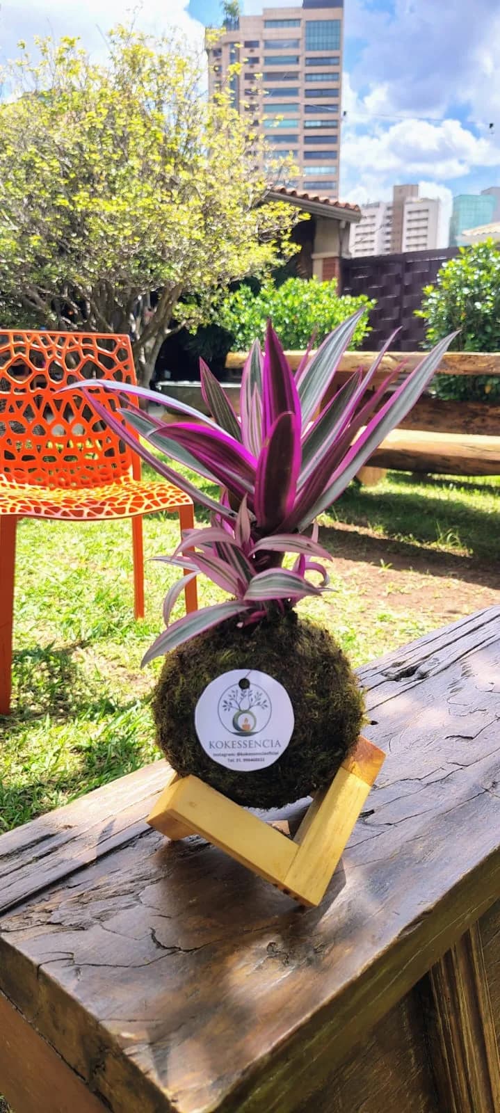 Kokedama de Abacaxi Roxo