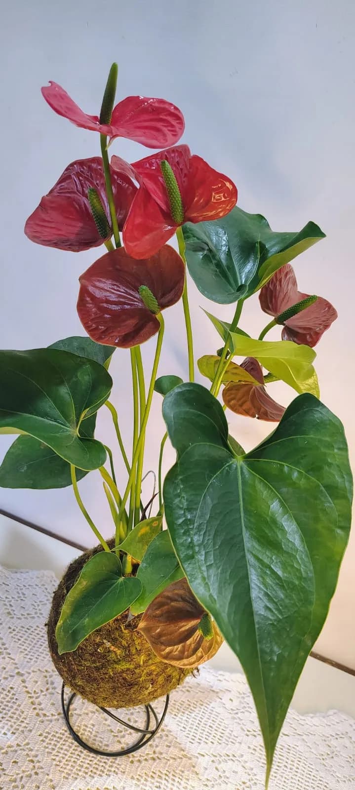 Kokedama de Antúrio, foto 1 de 3