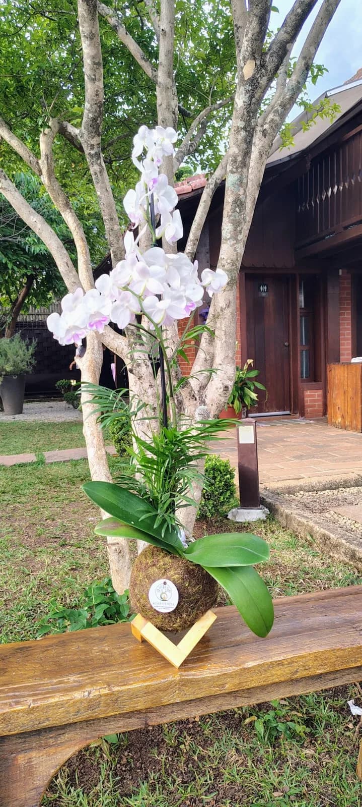 Kokedama de Orquídea com Chamaedorea 02