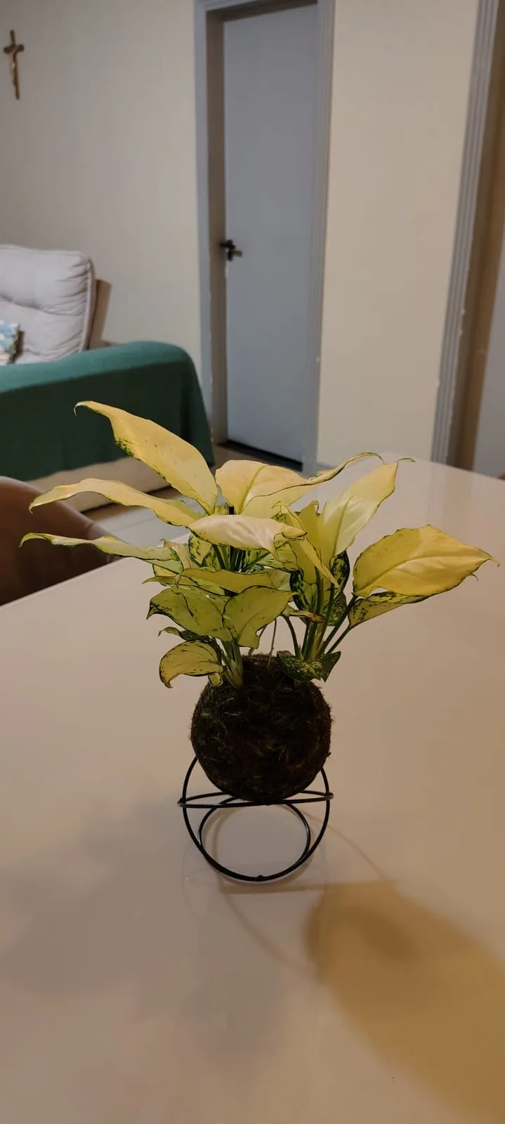 Kokedama de Aglaonema