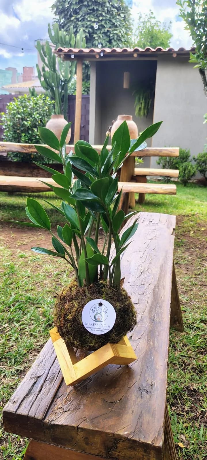 Mini kokedama de Zamioculca