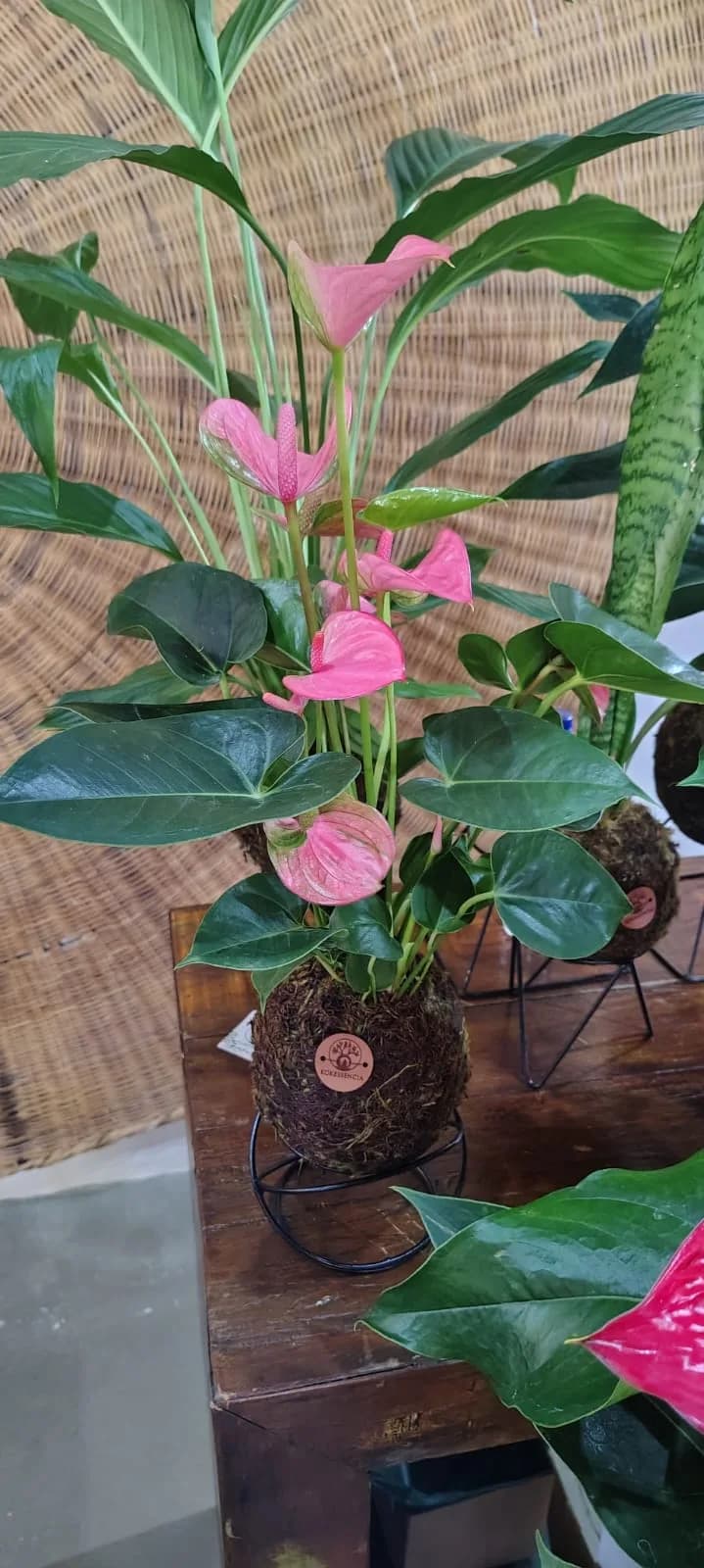 Kokedama de Antúrio Rosa