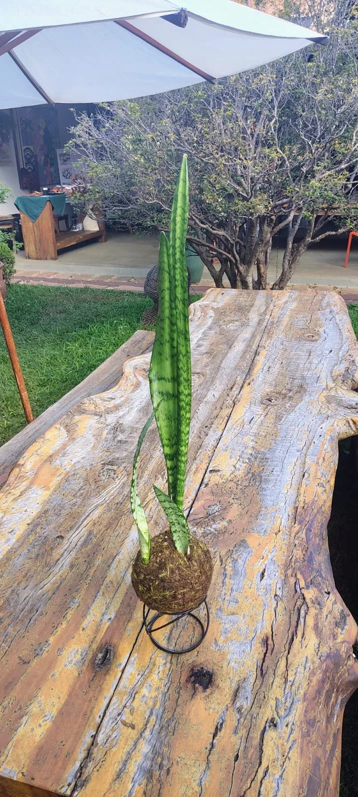 Kokedama de Espada de São Jorge, foto 2 de 2