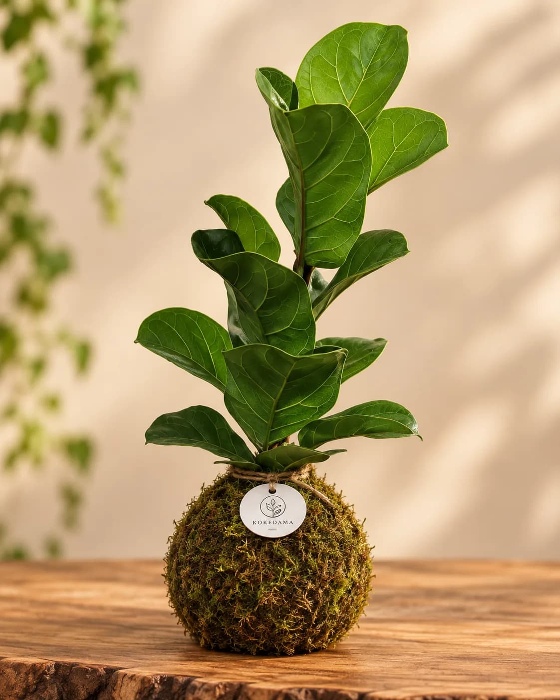 Kokedama de Ficus