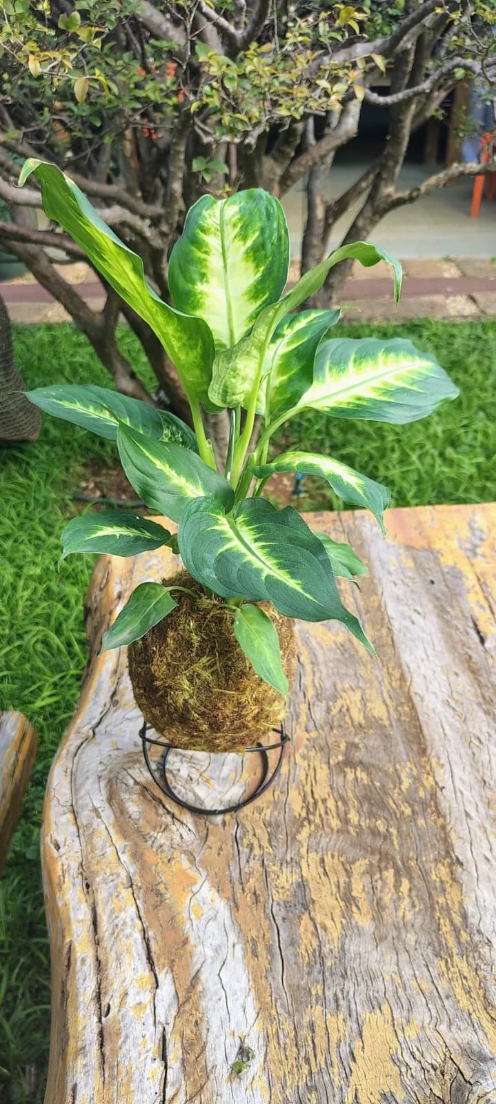 Kokedama de Comigo Ninguém Pode