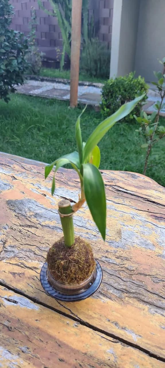 Mini kokedama de Bambu da Sorte