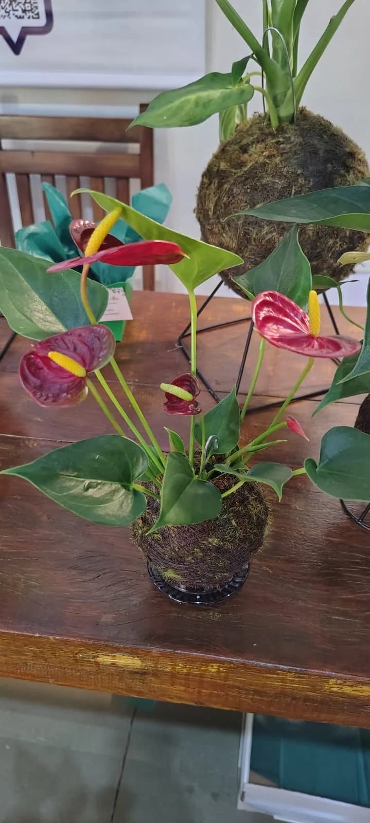 Mini kokedama de Antúrio